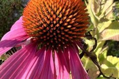 IMG_4550